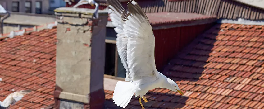 Residential Chimney Animal Removal Solution in Hanover Park, IL